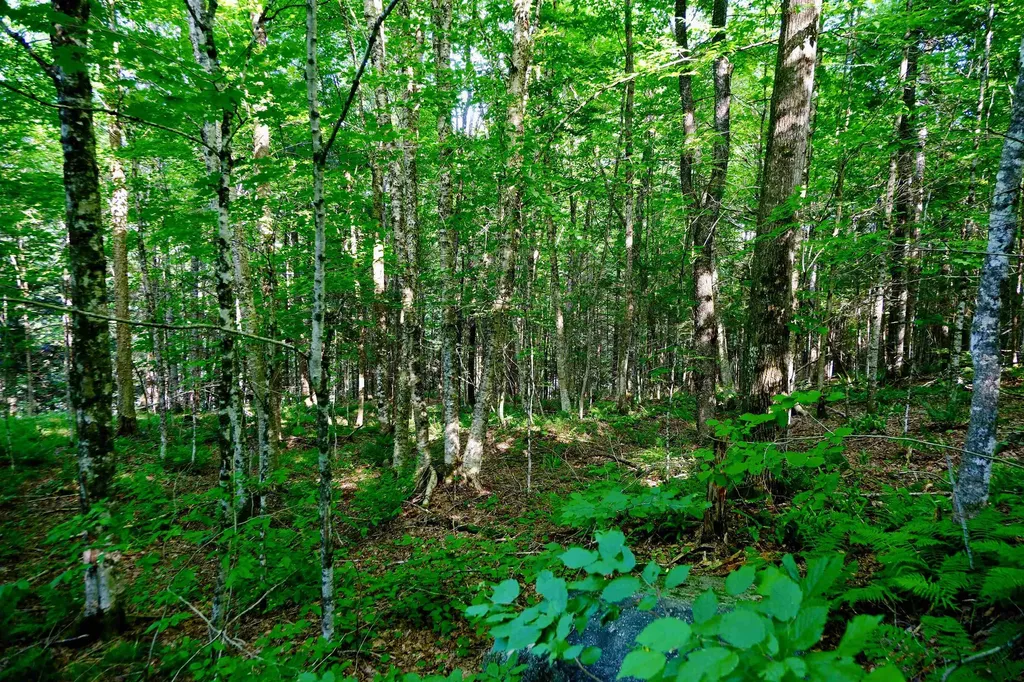 0 Calendar Brook Road Burke VT 05871