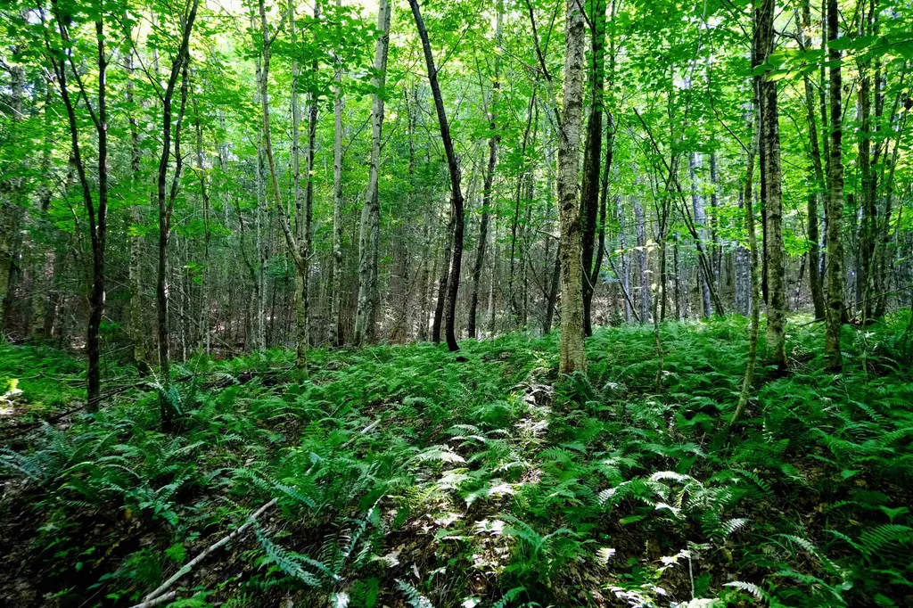 0 Calendar Brook Road Burke VT 05871