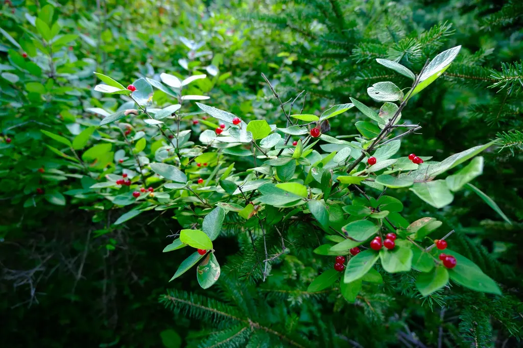 0 Calendar Brook Road Burke VT 05871