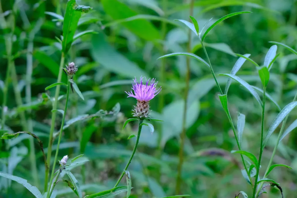 0 Calendar Brook Road Burke VT 05871