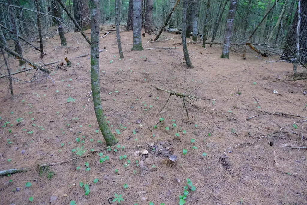 0 Calendar Brook Road Burke VT 05871