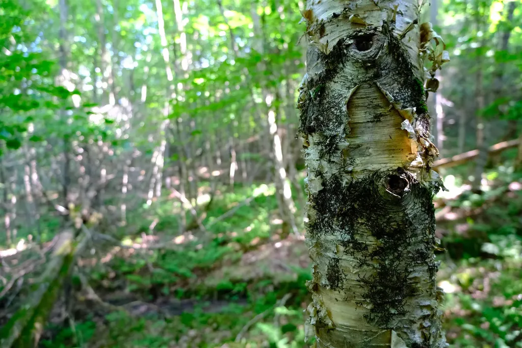 0 Calendar Brook Road Burke VT 05871