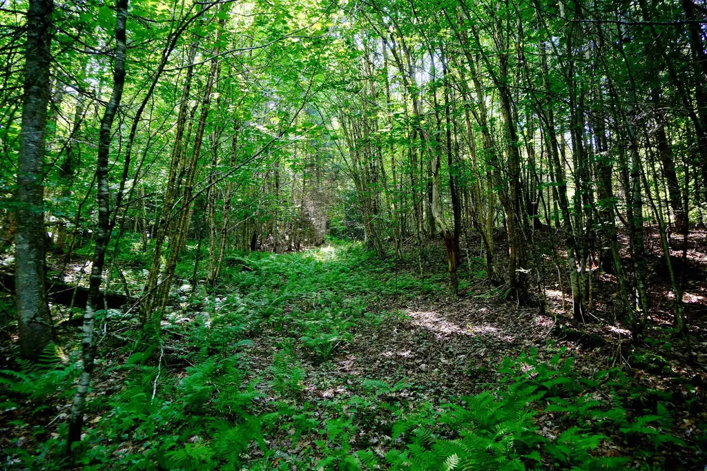 0 Calendar Brook Road Burke VT 05871