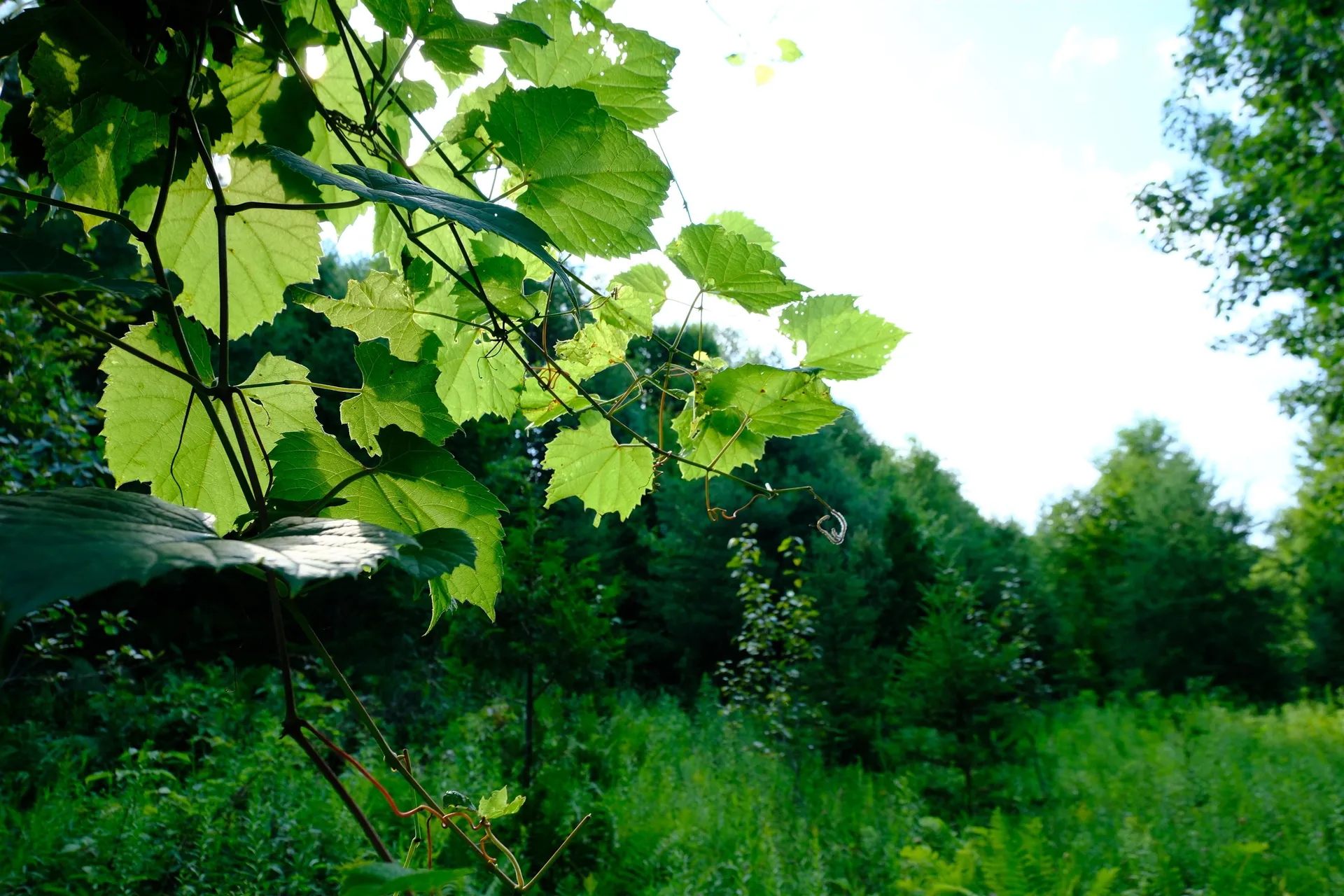 0 Calendar Brook Road Burke VT 05871