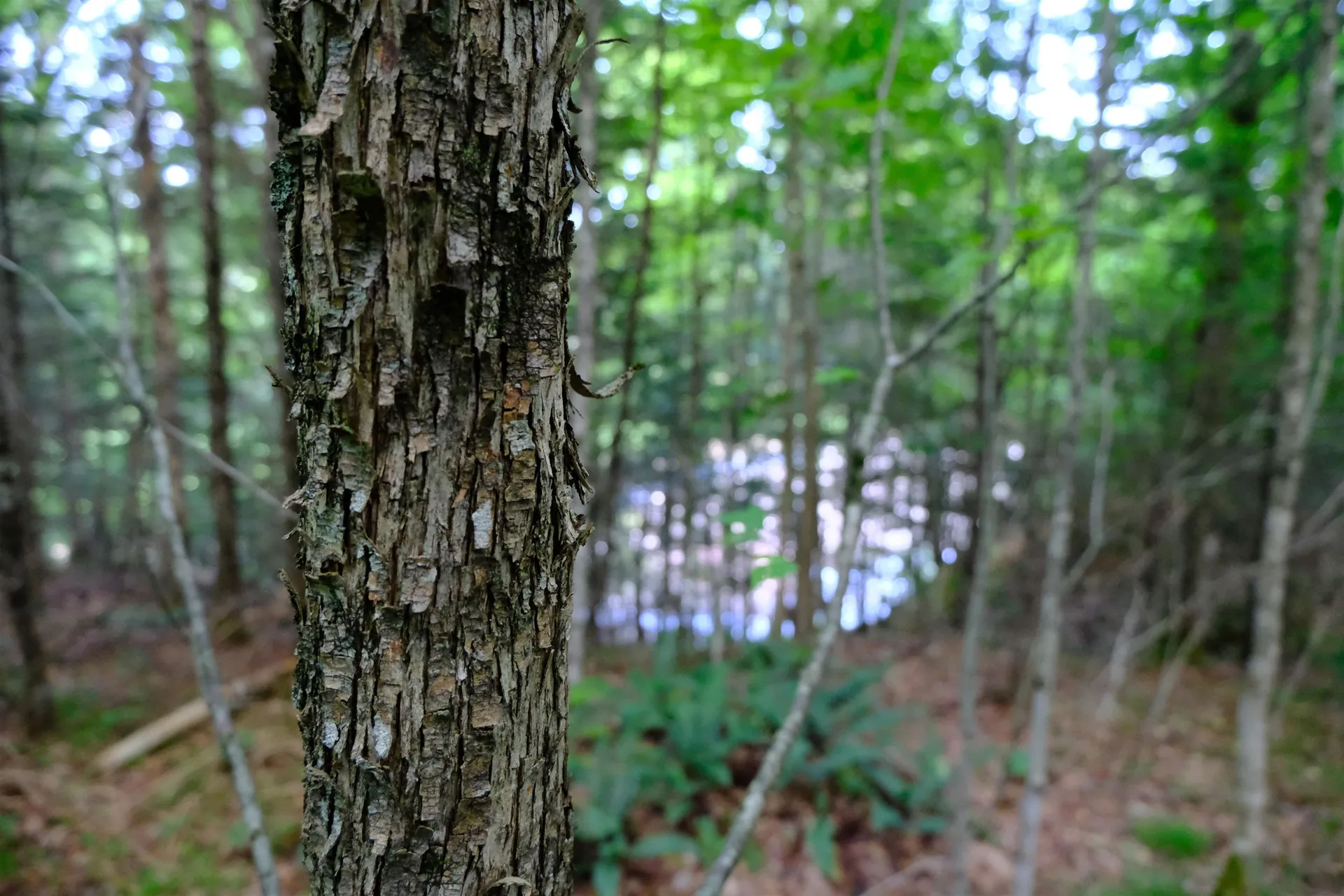 0 Calendar Brook Road Burke VT 05871