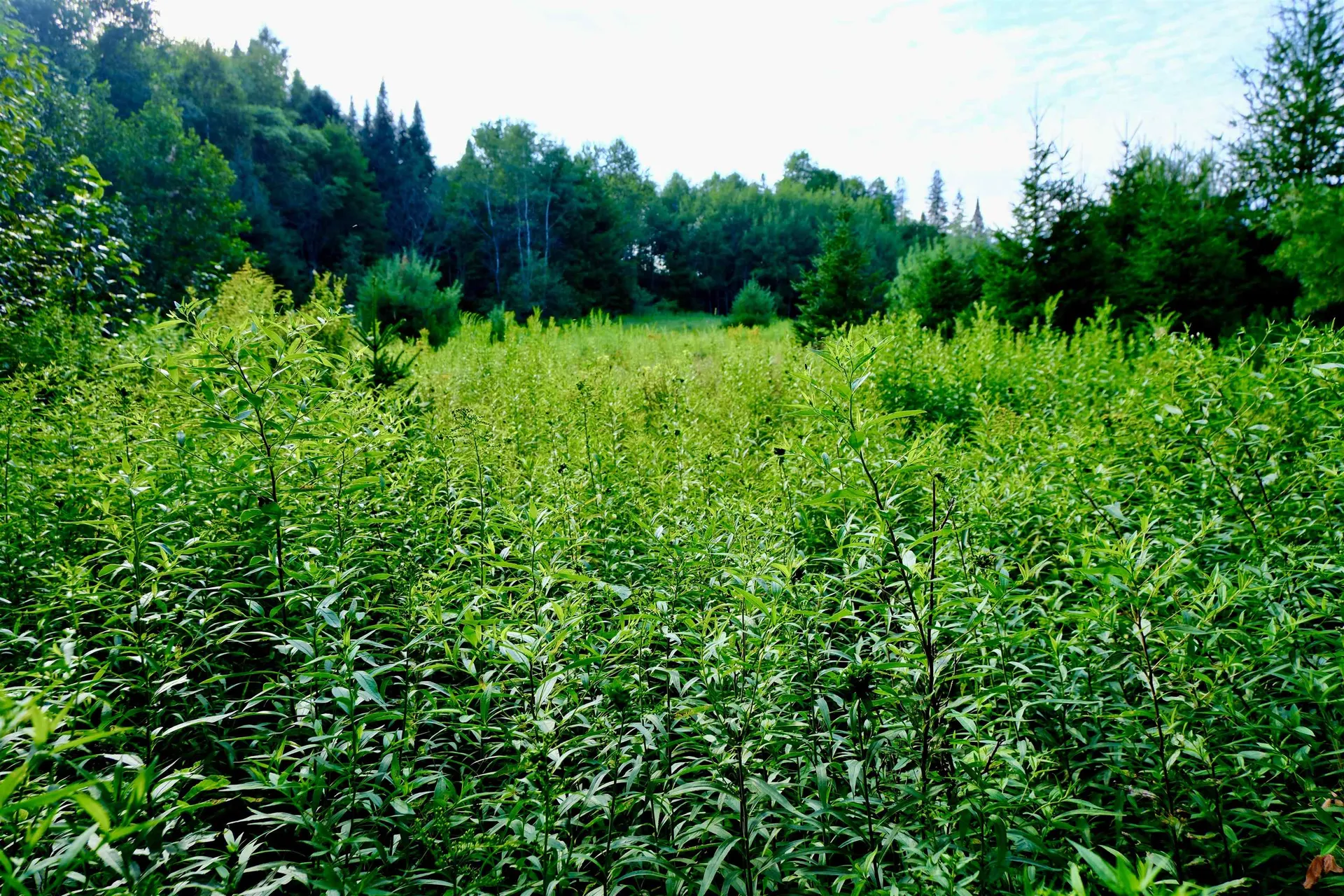 0 Calendar Brook Road Burke VT 05871