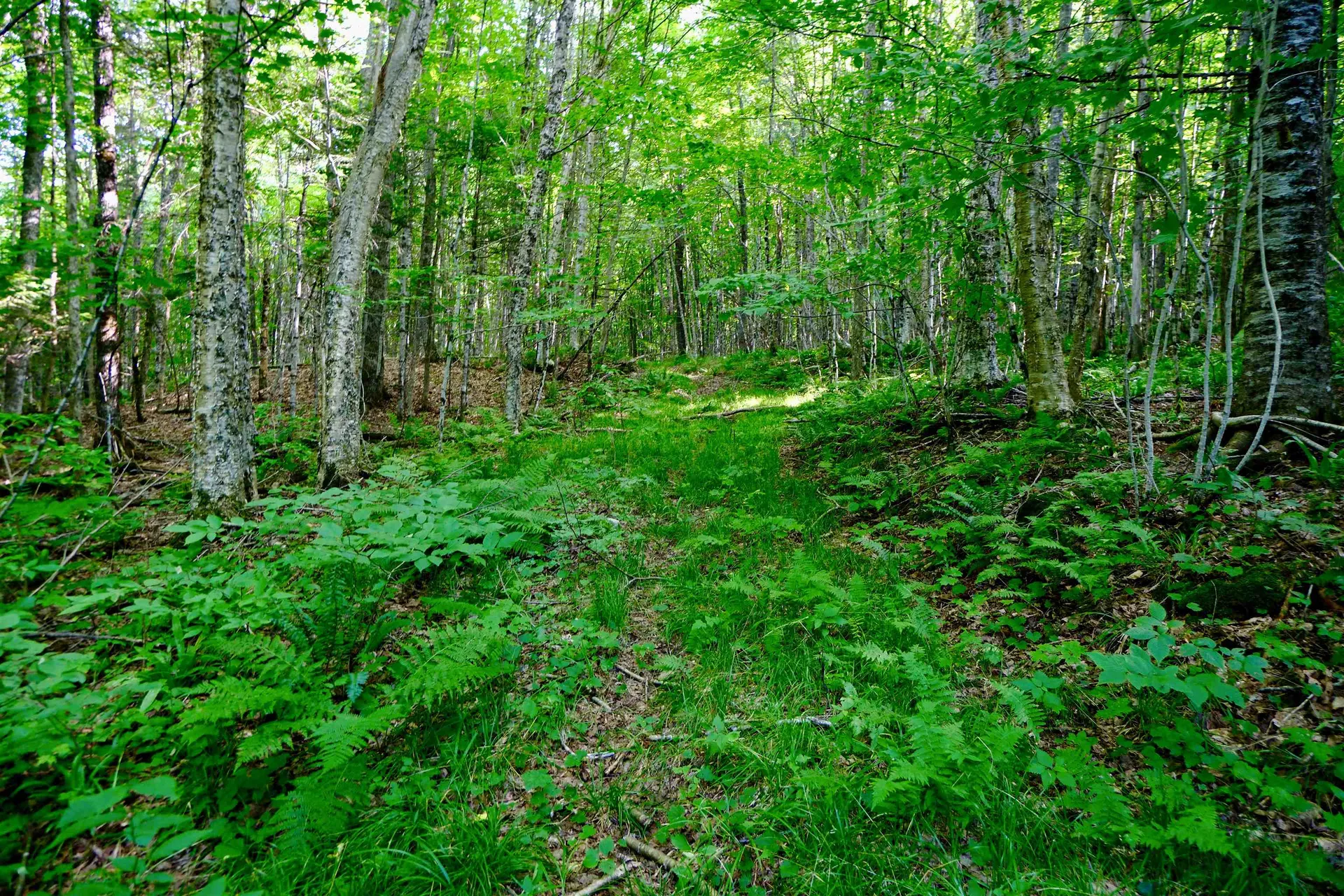 0 Calendar Brook Road Burke VT 05871