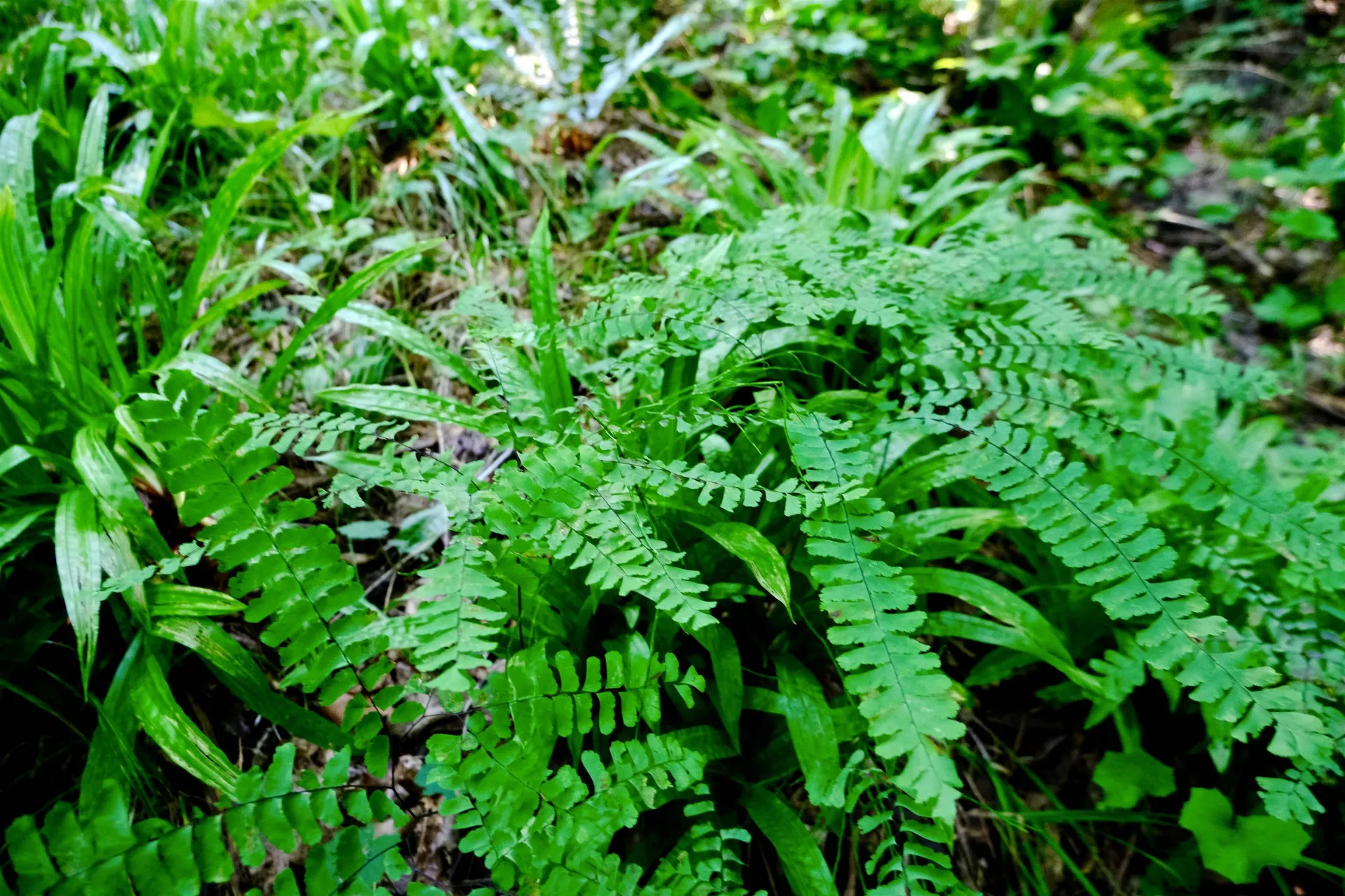 0 Calendar Brook Road Burke VT 05871