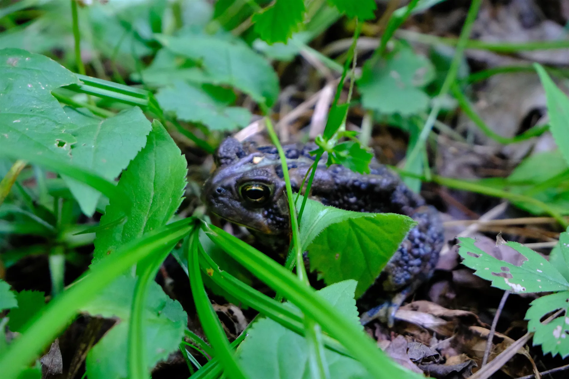 0 Calendar Brook Road Burke VT 05871