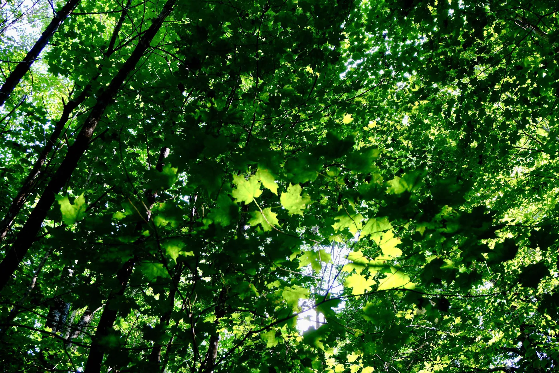 0 Calendar Brook Road Burke VT 05871