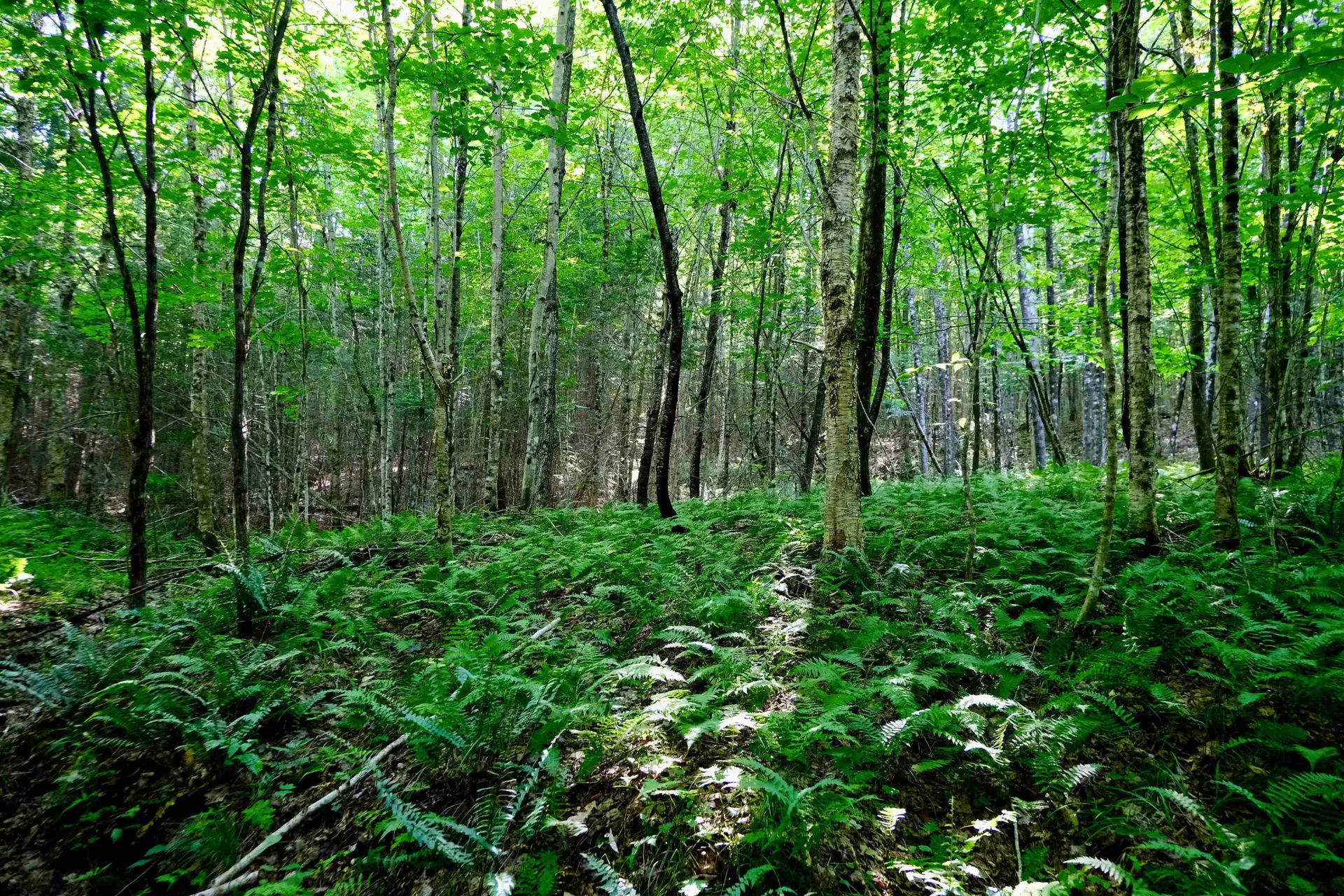 0 Calendar Brook Road Burke VT 05871