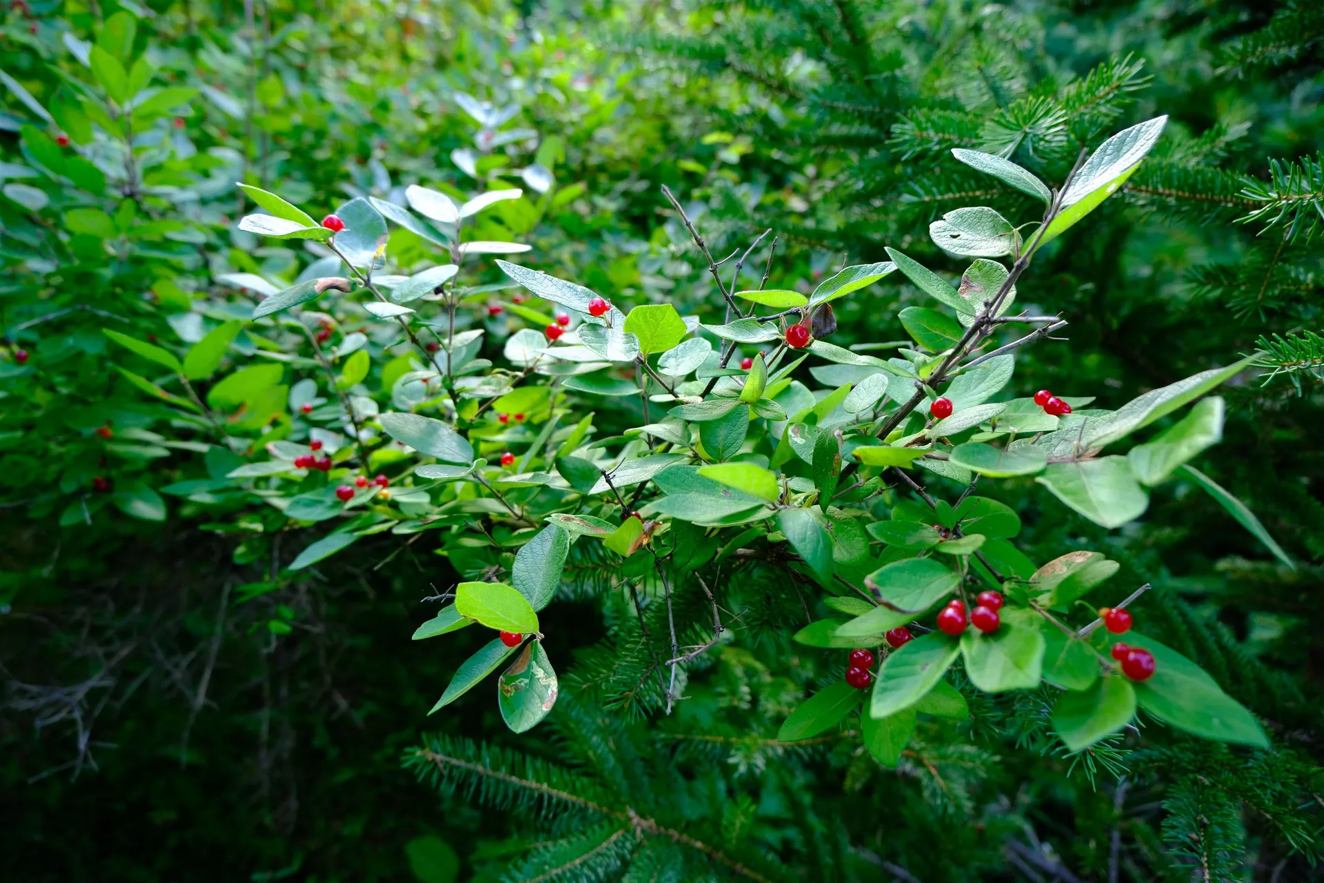 0 Calendar Brook Road Burke VT 05871