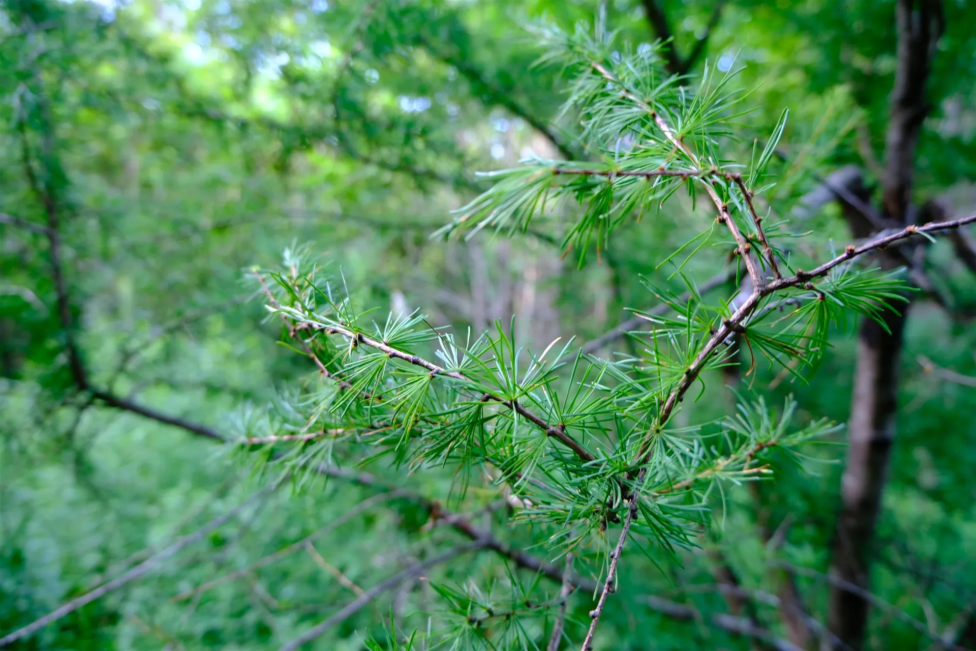 0 Calendar Brook Road Burke VT 05871