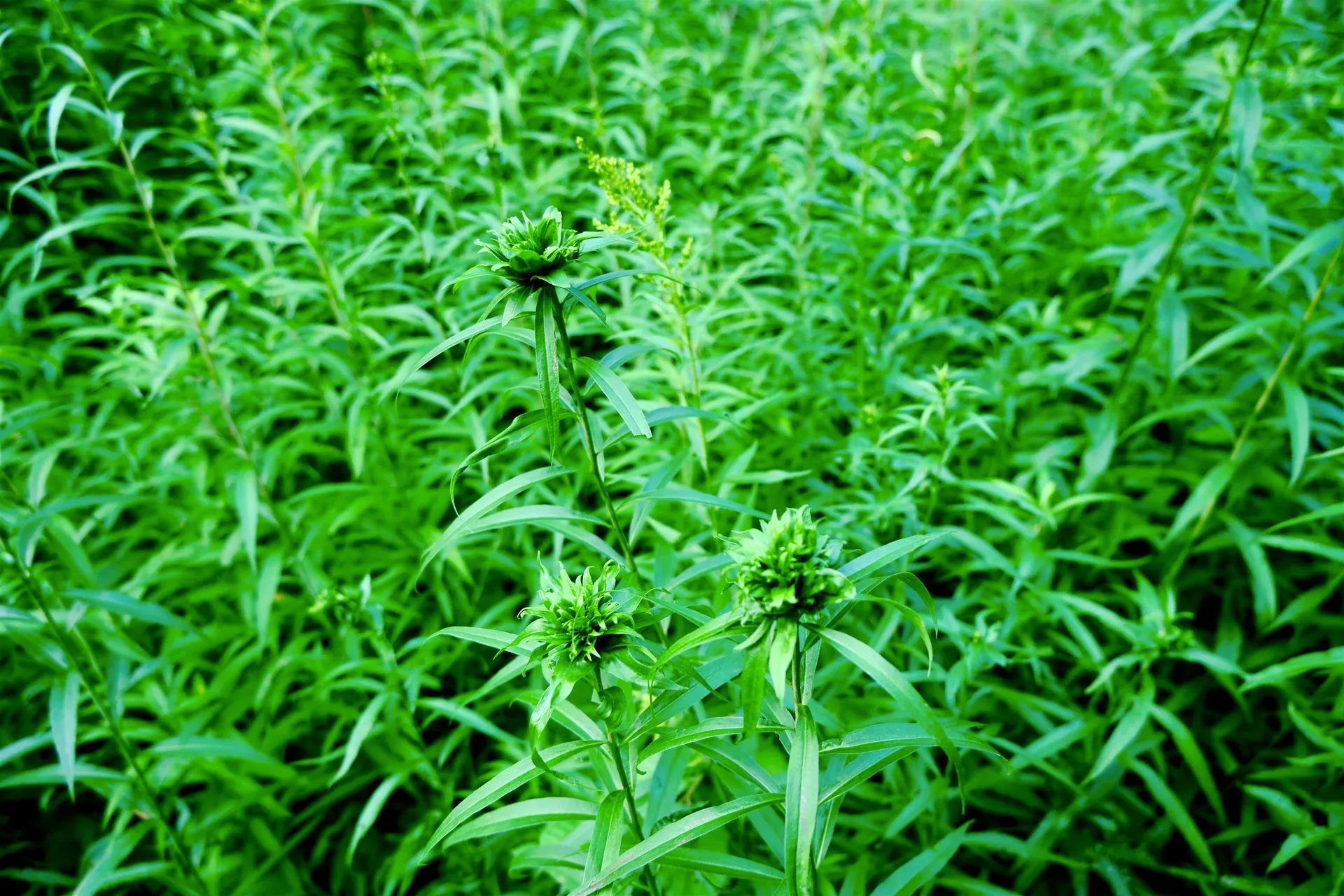 0 Calendar Brook Road Burke VT 05871