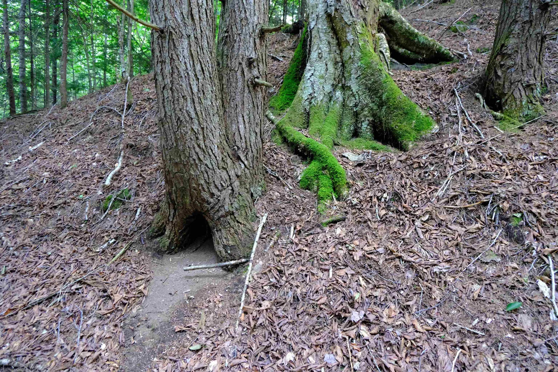 0 Calendar Brook Road Burke VT 05871