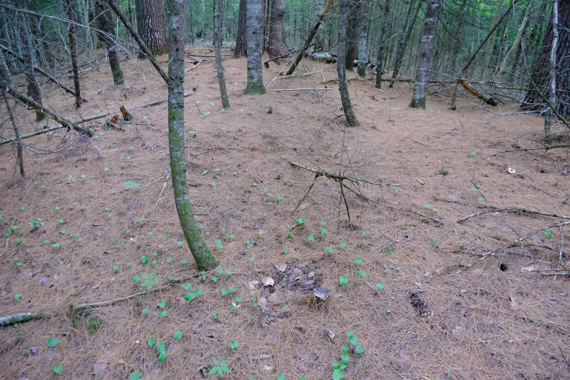 0 Calendar Brook Road Burke VT 05871