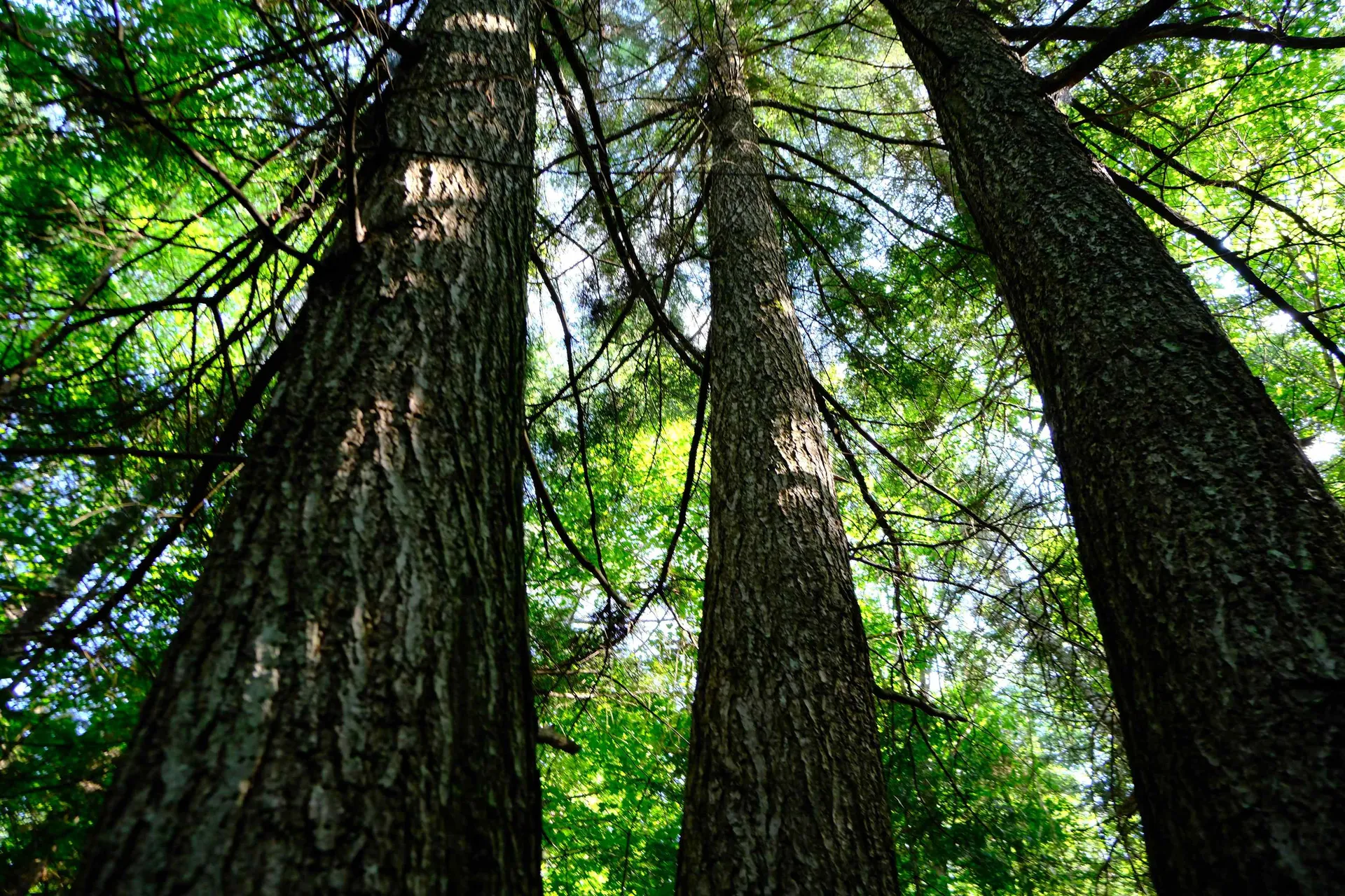 0 Calendar Brook Road Burke VT 05871
