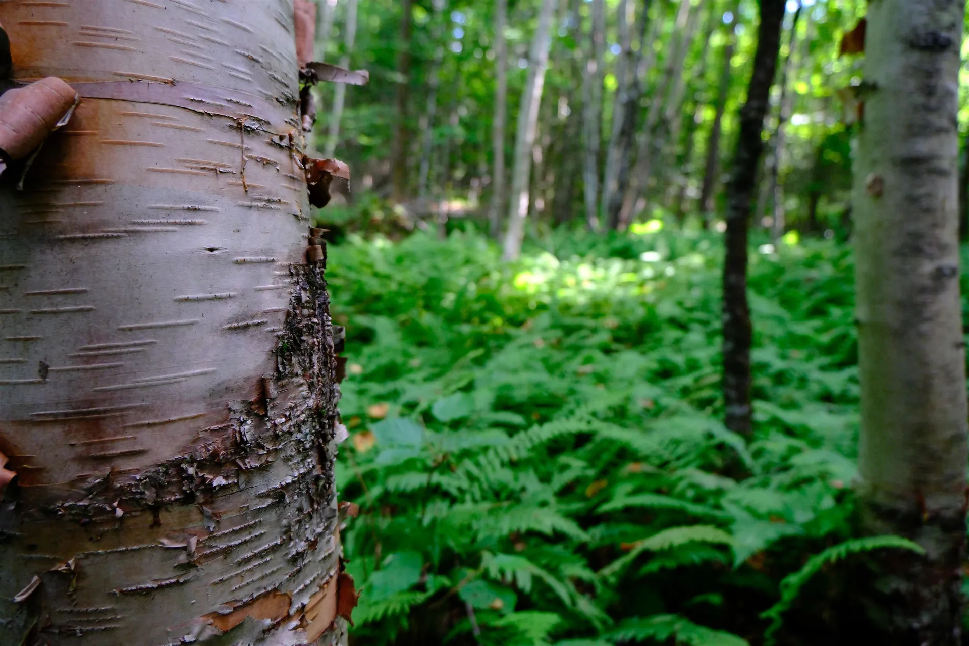 0 Calendar Brook Road Burke VT 05871