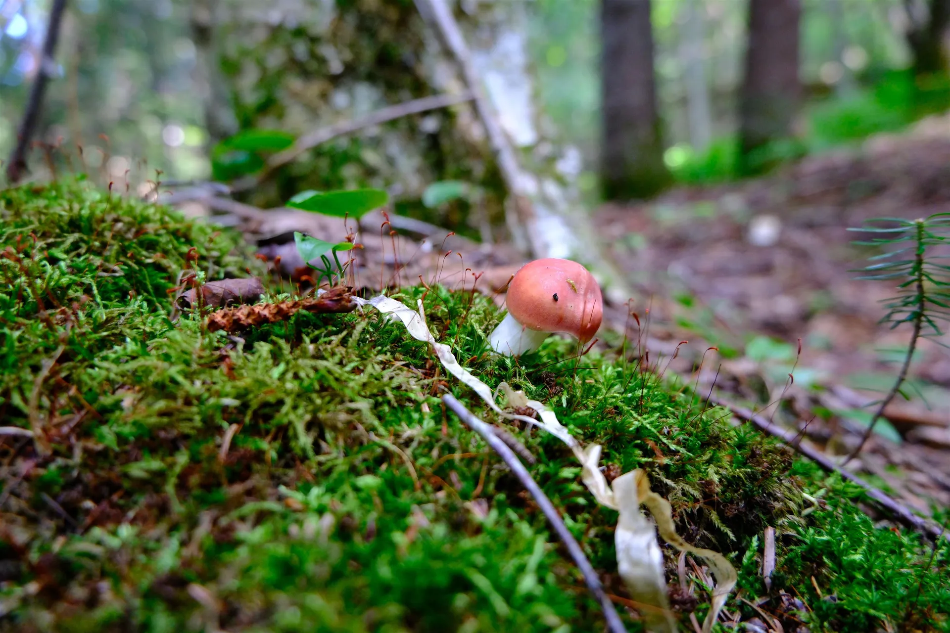 0 Calendar Brook Road Burke VT 05871