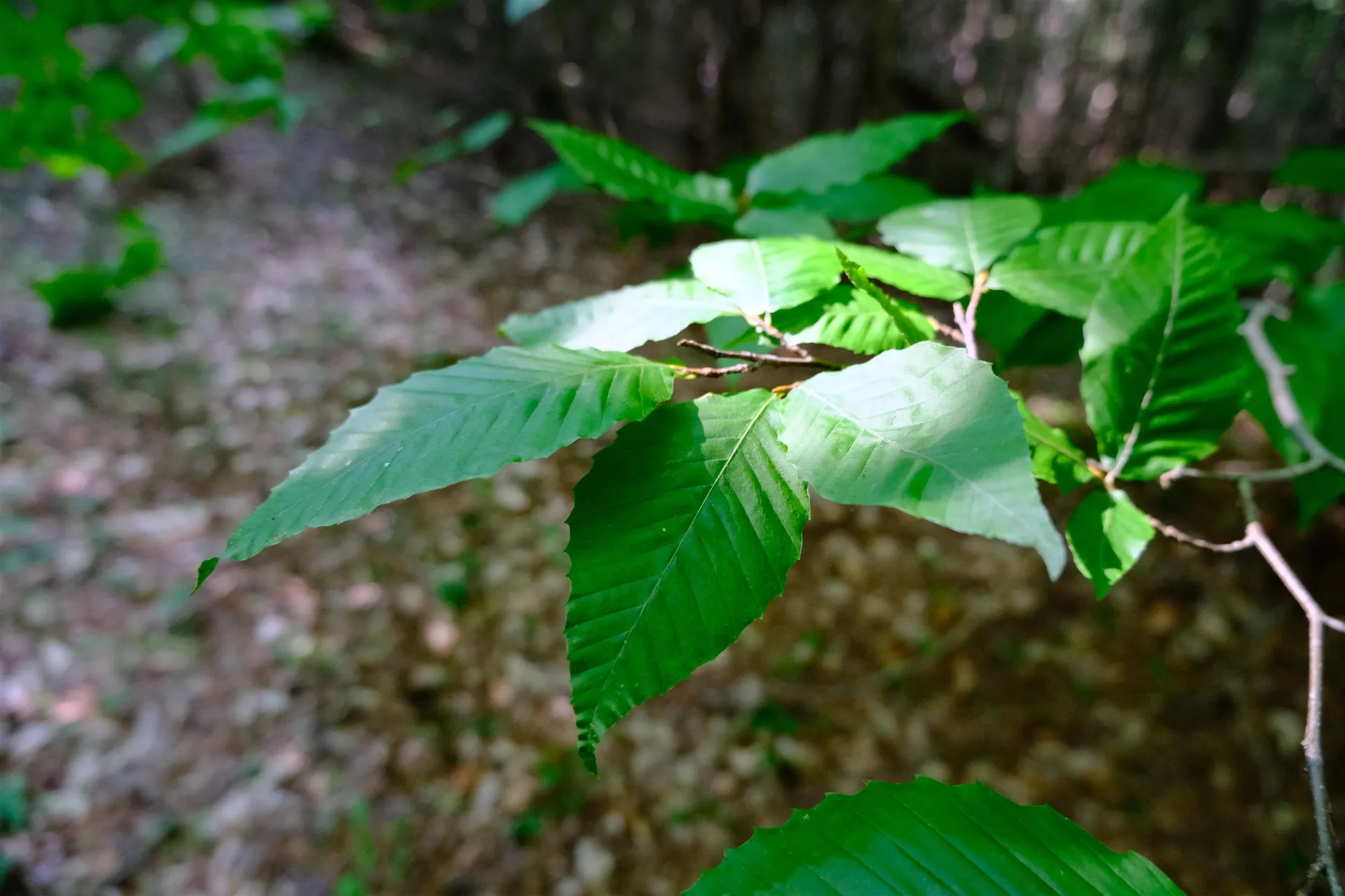 0 Calendar Brook Road Burke VT 05871