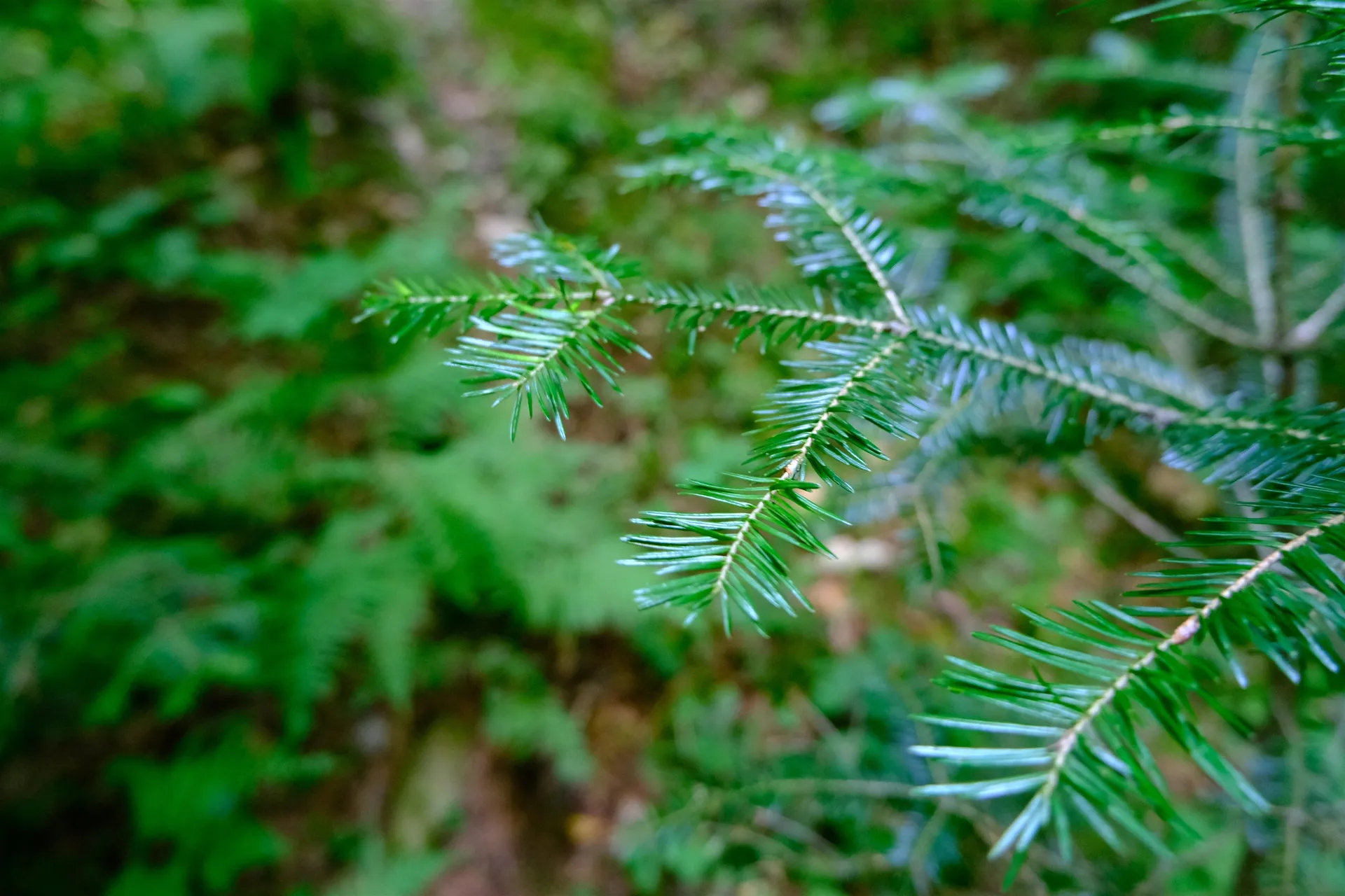 0 Calendar Brook Road Burke VT 05871