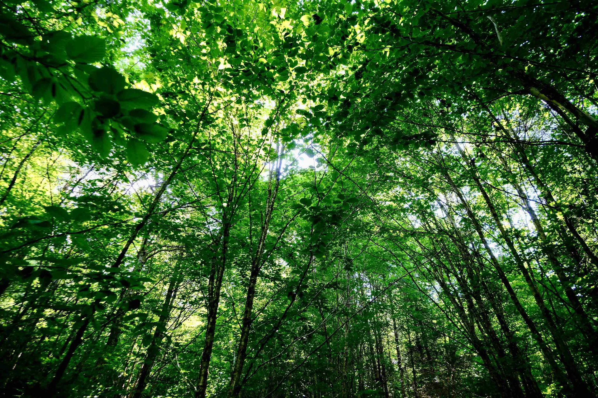 0 Calendar Brook Road Burke VT 05871