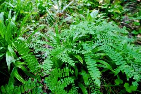 0 Calendar Brook Road Burke VT 05871