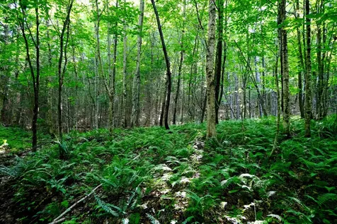 0 Calendar Brook Road Burke VT 05871