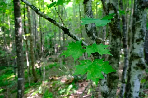 0 Calendar Brook Road Burke VT 05871