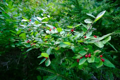 0 Calendar Brook Road Burke VT 05871