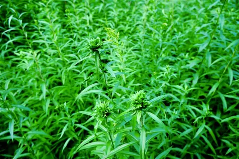 0 Calendar Brook Road Burke VT 05871