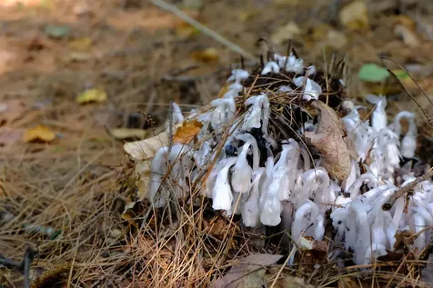 0 Calendar Brook Road Burke VT 05871