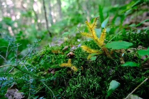 0 Calendar Brook Road Burke VT 05871