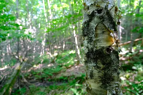 0 Calendar Brook Road Burke VT 05871