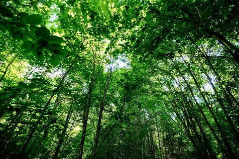 0 Calendar Brook Road Burke VT 05871