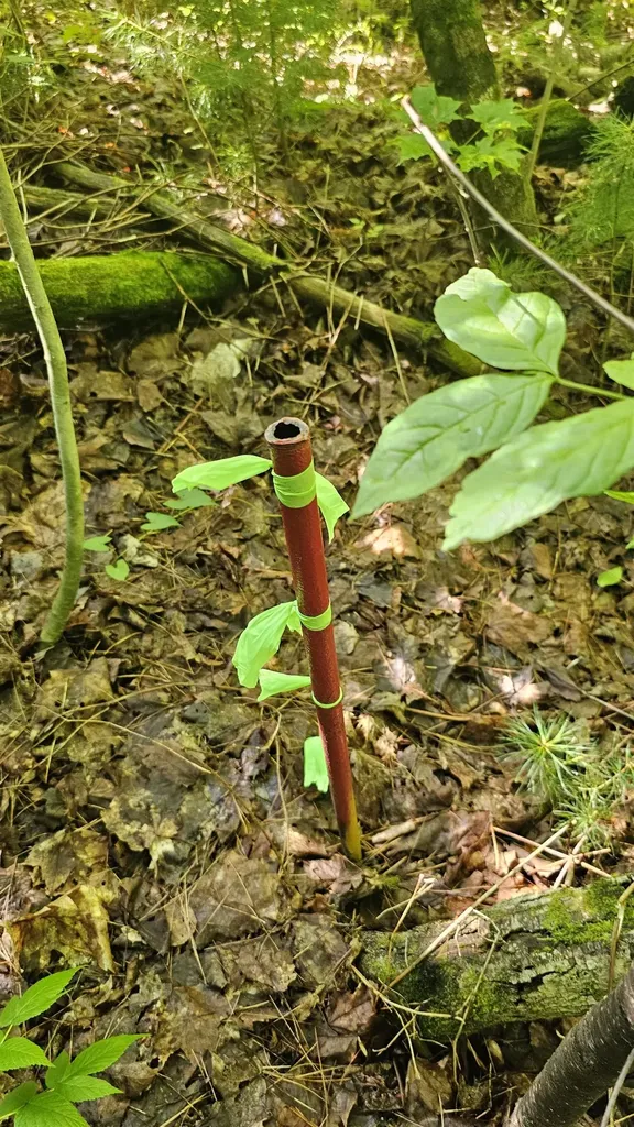 0 Hurlbut Hill Lane Waterford VT 05819