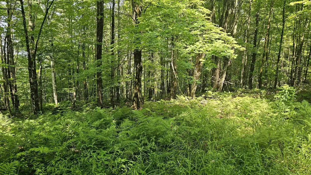 0 Hurlbut Hill Lane Waterford VT 05819