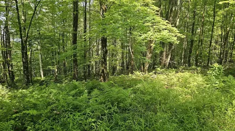 0 Hurlbut Hill Lane Waterford VT 05819