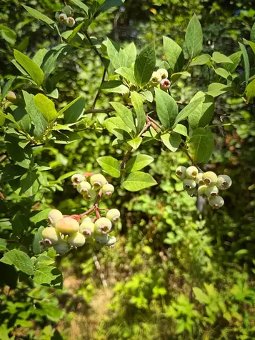 96 Quaker City Road Unity NH 03603