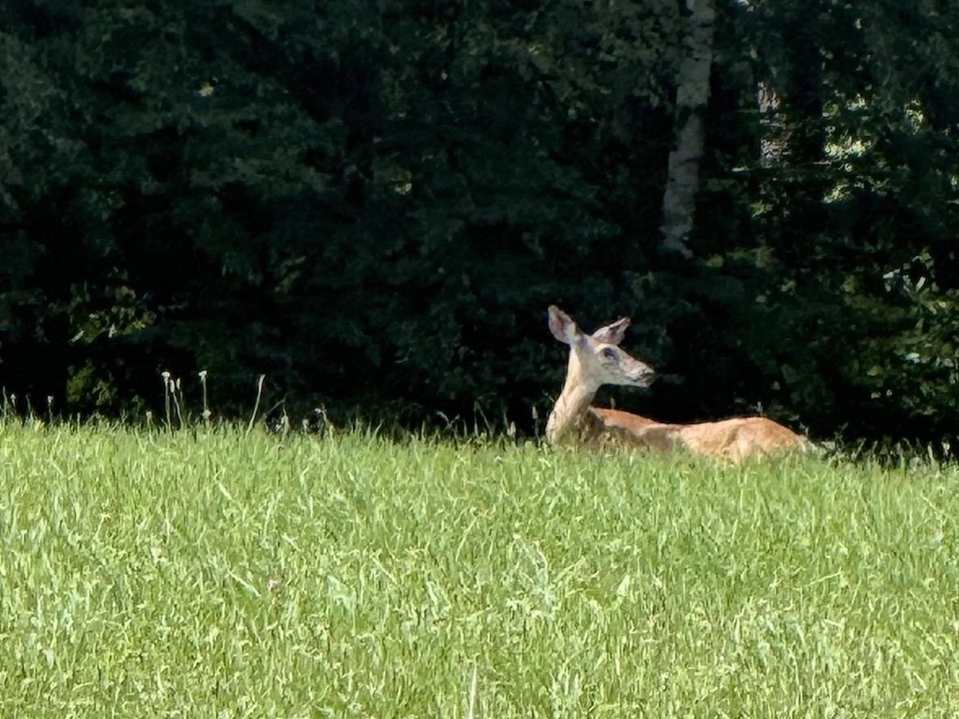 219 Gilmore Pond Road Jaffrey NH 03452