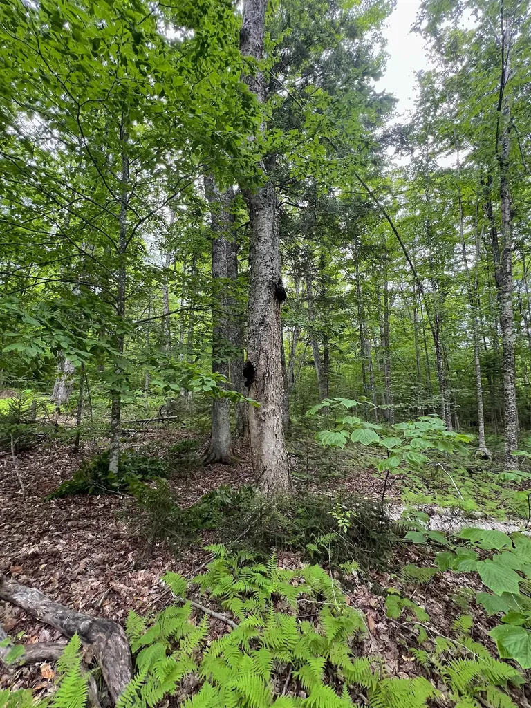 649 Mud Road Charleston VT 05872