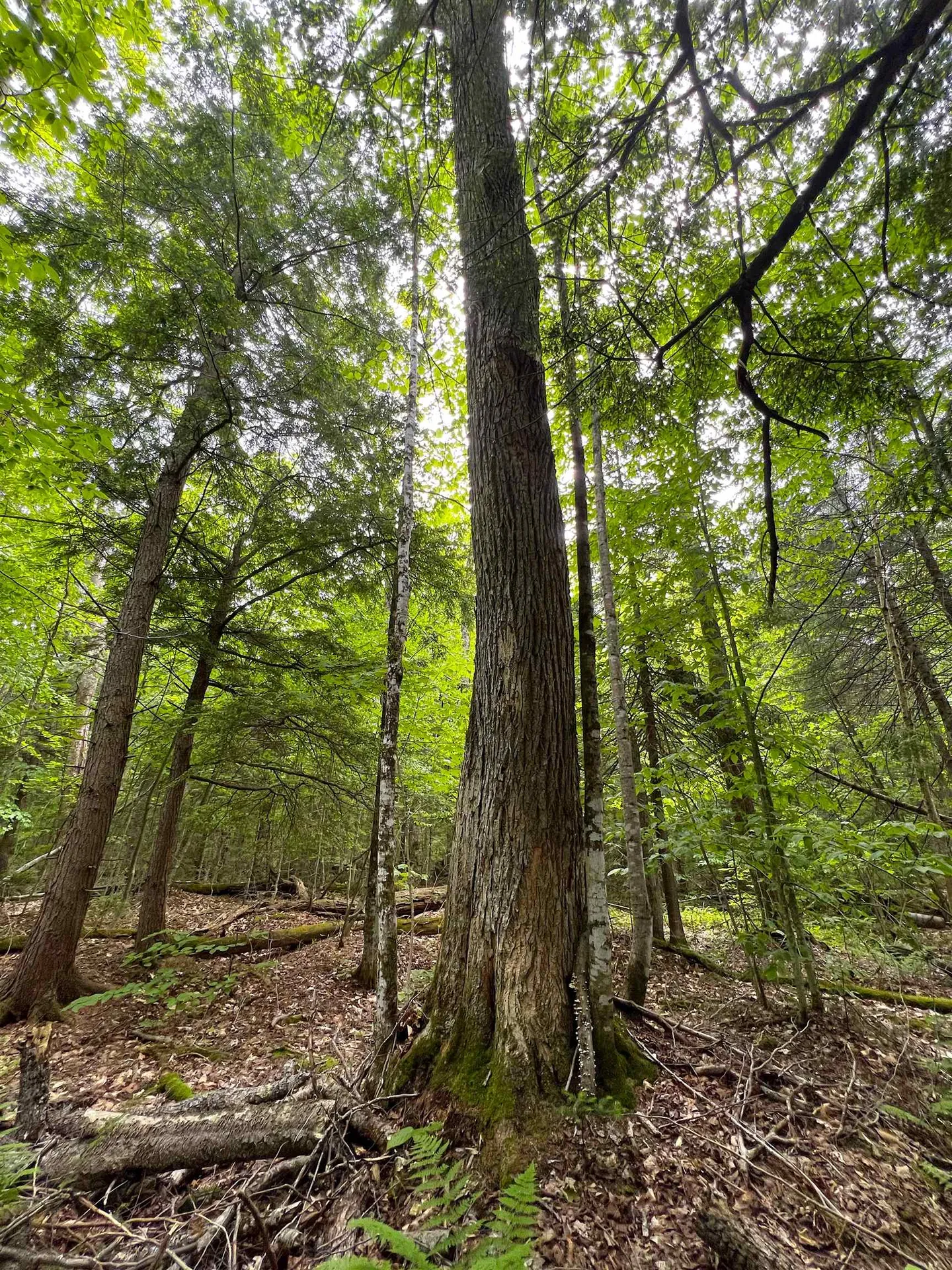 649 Mud Road Charleston VT 05872