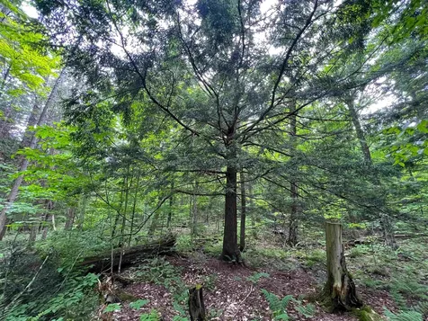 649 Mud Road Charleston VT 05872