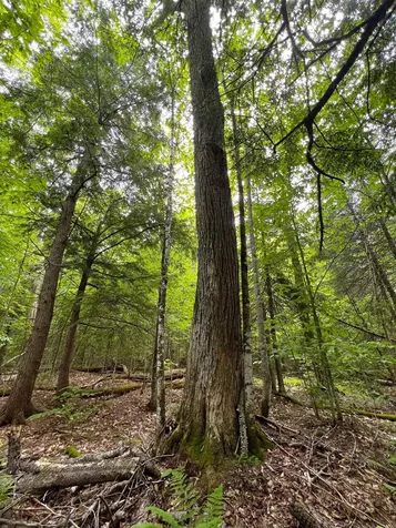 649 Mud Road Charleston VT 05872