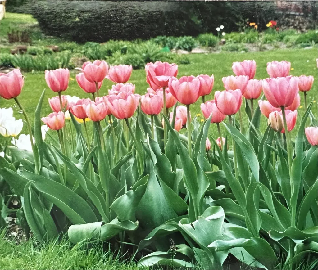 8 Berkley Terrace St. Albans City VT 05478