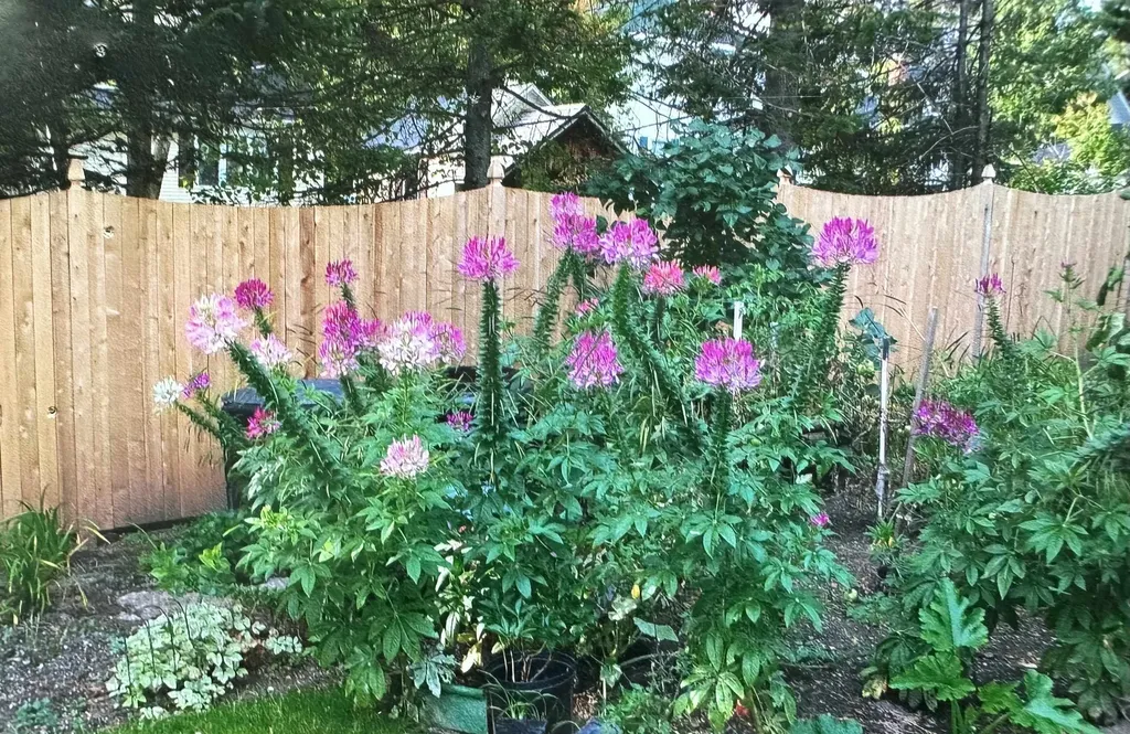 8 Berkley Terrace St. Albans City VT 05478