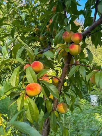 56 Frost Road Tyngsborough MA 01879