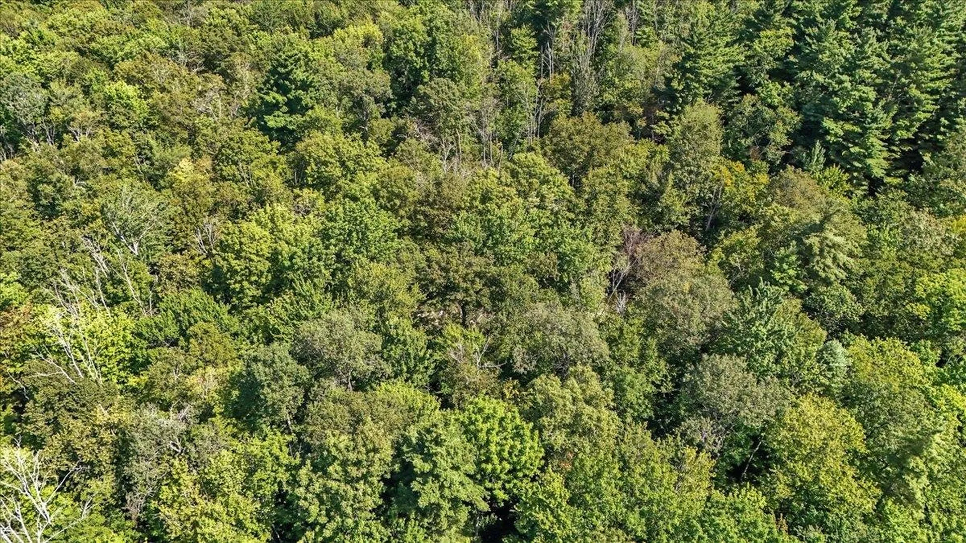 00 Hall Ranch Road Grafton VT 05146