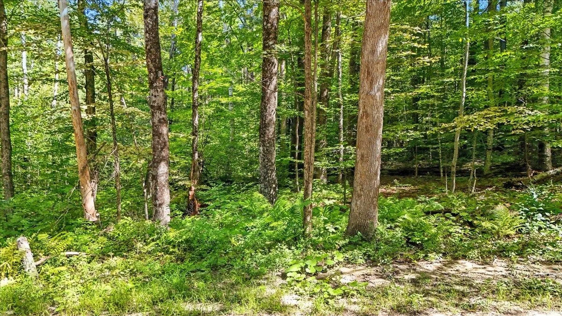 00 Hall Ranch Road Grafton VT 05146