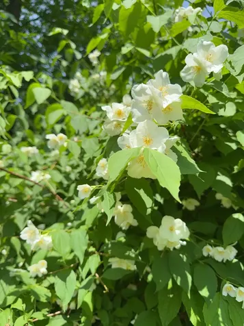 1860 Presidential Highway Jefferson NH 03583